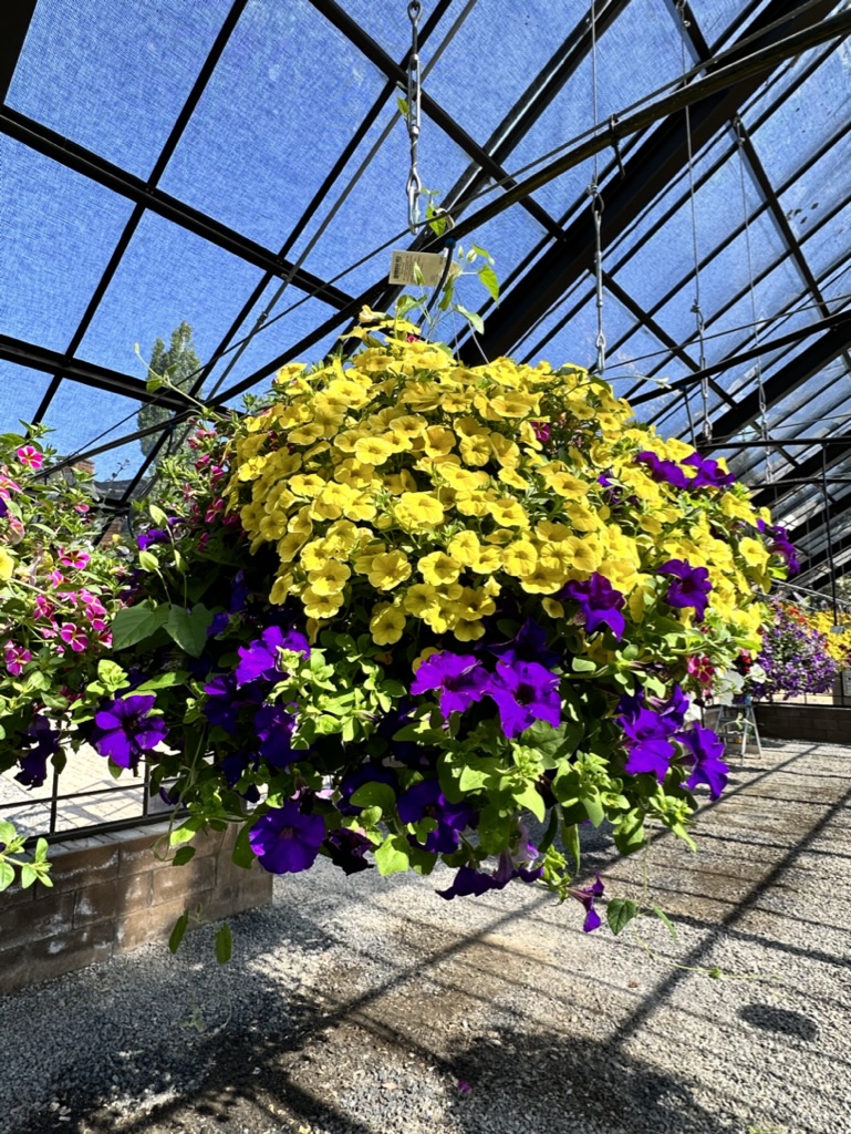 F21127BF-CE41-4F70-A2D6-4F81A86F2E54_1_105_c